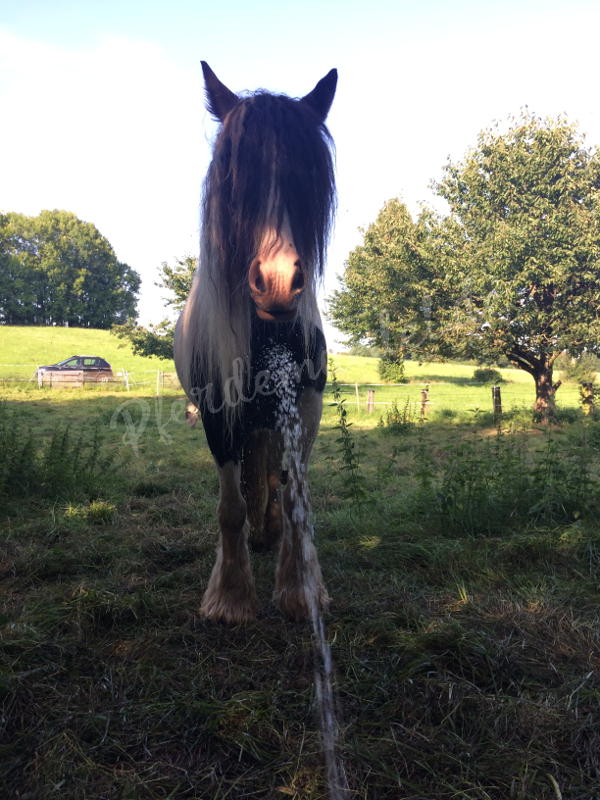 Wasserversorgung Offenstall ohne Strom